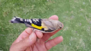 طواوير للبيع