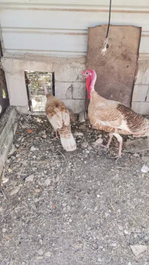 جوز حبش احمر ذكر وانثى للبيع عمر عشر شهور بياض