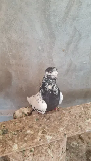 دكر حمام شقلاب