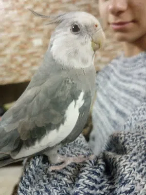 ببغاء كوكتيل وايت فيس