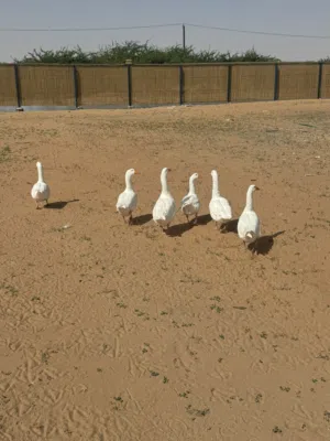 6 x goose for sale