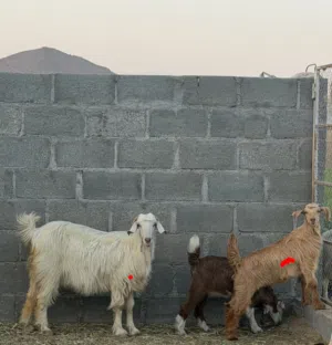 شاه جامودية تحتها سخلة