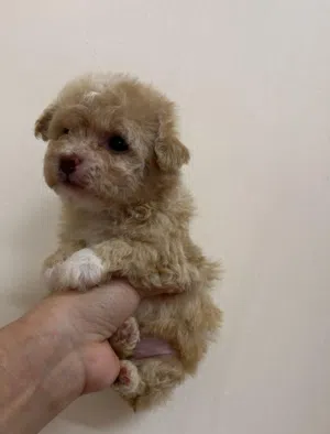 Teacup Maltipoo puppies
