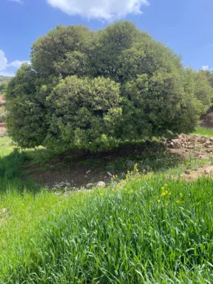 Farm Land for Sale in Salt A'llan