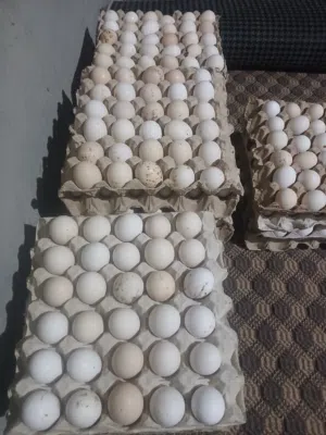 يتوفر دحي عربي تجميع اسبوع العدد 20 طبق  مكان ترهونة يوجد توصيل