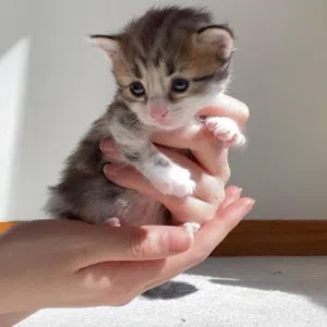 3 small kittens for sale