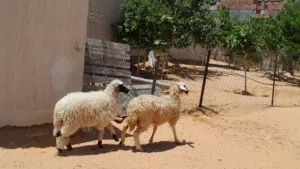 2فطايم وطنيات ربي يبارك توميات محصنات وسليمات العمر 7شهور..