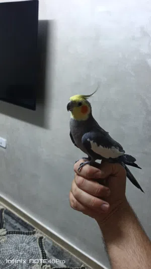فحل كوكتيل اليف على الايد