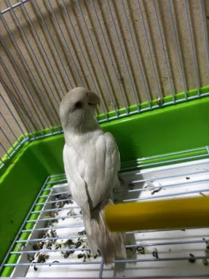 لاف بيرد ابيض