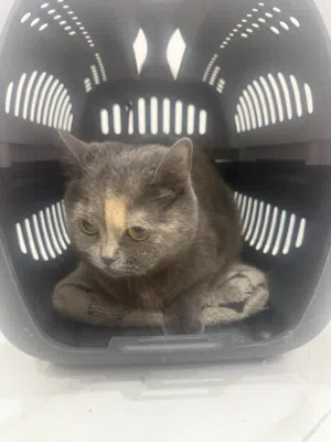 للتبني قطة من سلالة بريطاني قصير الشعر (British Shorthair)
