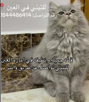 Cat for adoption free