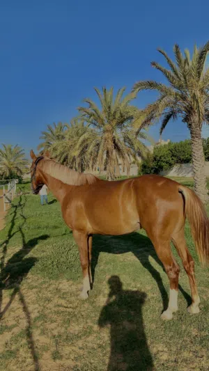 فرس للبيع .
