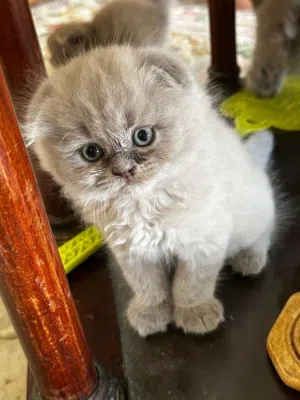 Scottish fold kittens Male and female