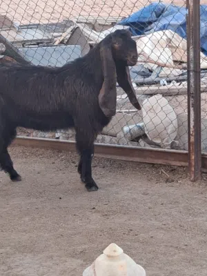 جدي قبرصي اصلي