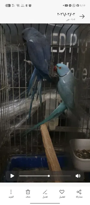 جوز ببغاء درة ازرق ثوب كامل محجلات حجل ذهبي جاهز للانتاج بإذن الله