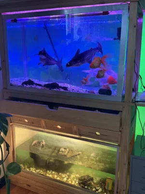 Big Aquarium with all accessories ( 11 fishes