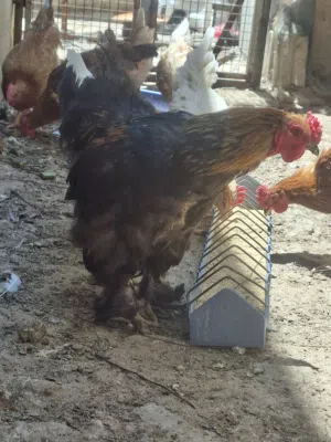 ديك براهمه