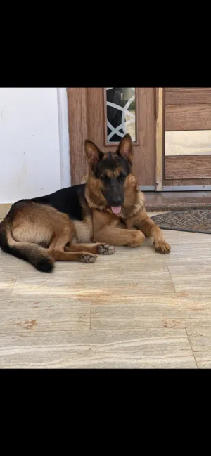 عدد 2 ذكر جيرمن شيبرد