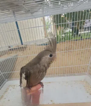 بيع طير دره نيبالي اقرا الوصف