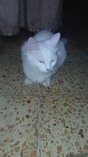 2 قطط (ذكر و أنثى) للتبني