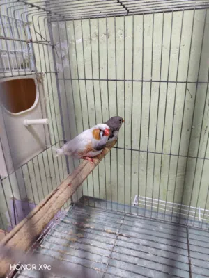 زيبرا مكس مع القفص التفاصيل داخل المنشور