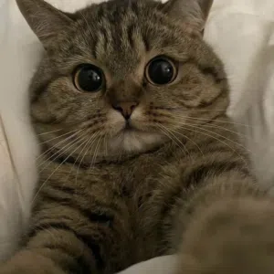 قط هيمالايا للبيع