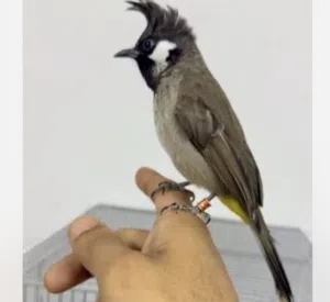 مطلوب طير بلبل بحريني بسعر رخيص