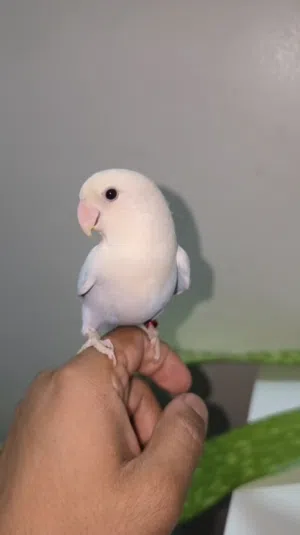 للبيع بغباء الروز