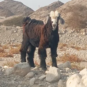 جدايه سمان تبارك الله عدد 2 اعمار 9 وزياده الجدي الاسود 90 والثاني 80