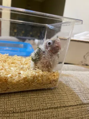 باين نبل كنيور العمر شهر