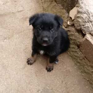 متاح جراء جيرمن شيبرد مستوى حلو وبسعر حرق الي بده يرن لا اتابع تعليقات وشكرا