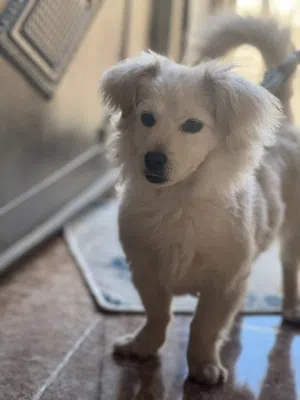 كلب هجين مرتب وأليف