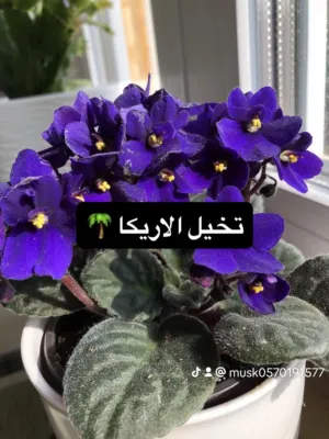 تصميم أحواض زراعية مودرن