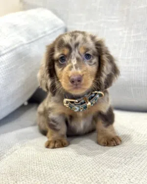 Pure Breed dachshund puppies available