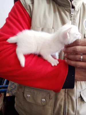 قط صغير تقدر تدريسيه