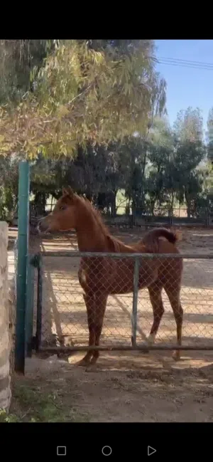مهرة عربية فل مستقبل قوي مسجلة