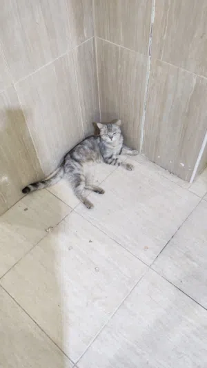 URGENT CAT ADOPTION NEEDED – PLEASE HELP