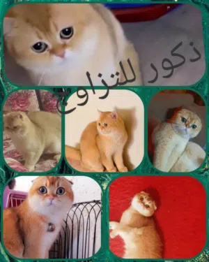 قطط ذكور للتزاوج وتحسين النسل