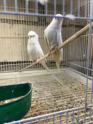 طيور حب انكليزي البينو عين حمره