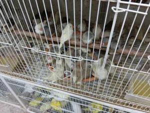 finches available 40