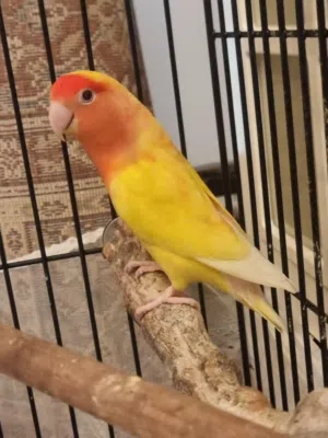 ريشة طويلة لوتينو + ذكر أخضر + 5 بيضات في عجمان Long Feather Lutino + Green Male + 5 eggs