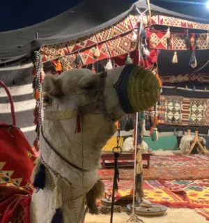 عبدالرحمن الزياد 