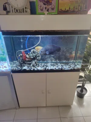 Oscar and servum fish with tank
