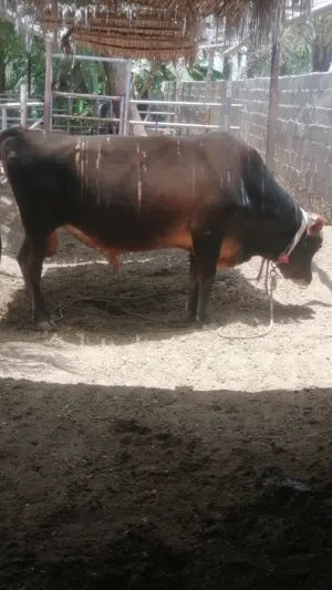 بيع ثور جرسي ،العمر قريب أربع سنوات،ثور رقم واحد ، ينفع للأبقار ،ينفع أضحية ، الثور في الواقع