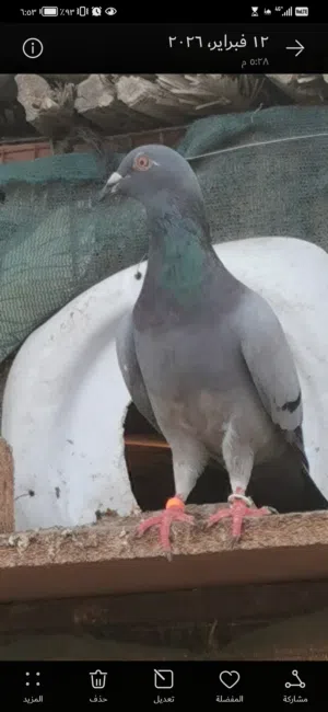 فروخ زاجل لذبح أو اربيه