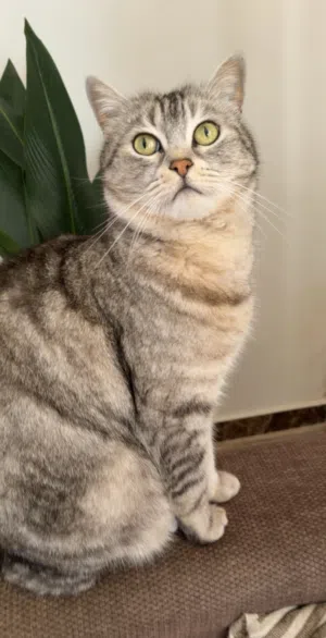 بسة مرحة للبيع + ليتر بوكس