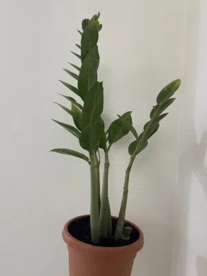 Big Zzzz plant