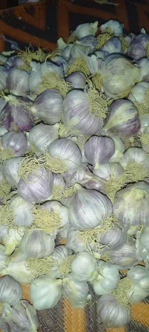 ثوم عماني ممتاز من جبل الكور سنت