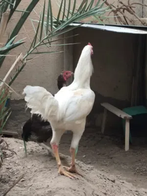 ديج هراتي لبيع ابيض مكاني جزيره الفيحاء