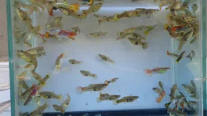 اسماك زينة نوع قوبي